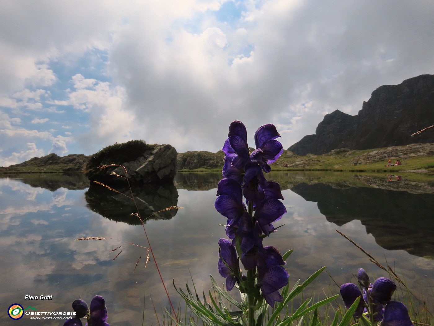 26 Aconitum napellus (Aconito napello) al Lago di Ponternica superiore.JPG